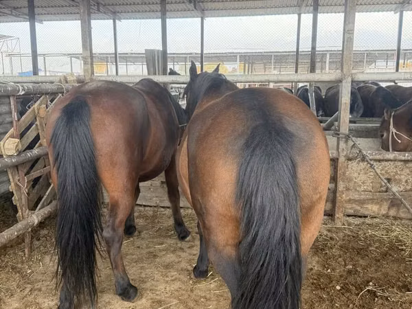 Mare, Horses — Kazakhstan