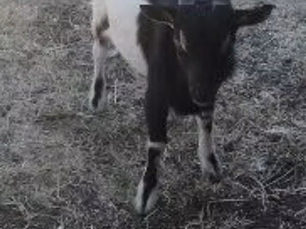 بز نر, Nigerian dwarf goats