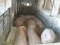 Babi (lot, jantina tidak dinyatakan), Pigs — foto 7