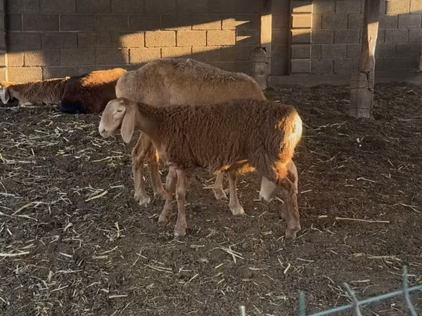Sheep, Arashan sheep — Kyrgyzstan
