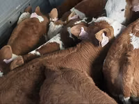 황소, Simmental cattle — 사진 1