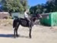 Horse (M), Horses — photo 6
