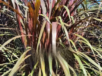 Juncao Chinese Magic Grass — fotografija 3