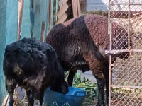 Kambing jantan, Sheep — foto 3