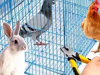 Клещи/Плоскогубцы для изготовления клеток.Cleşte capsator pentru asamblat cuști. — 照片 3
