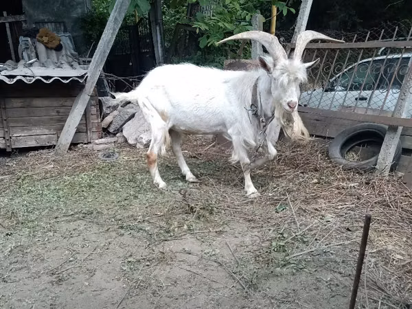 Billy Goat, Saanen goat — Moldova