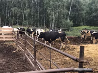 Vache, Race Holstein — photo 2