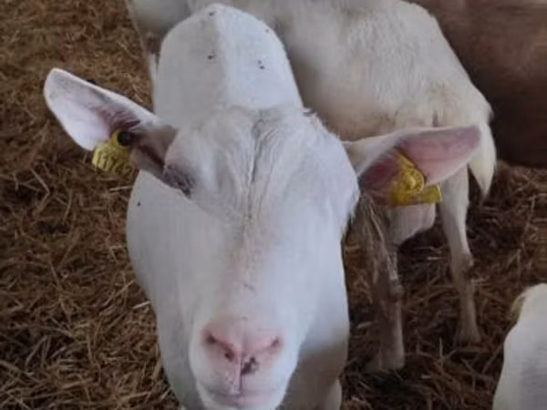 Goat, Saanen goat