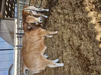 Taureau, Partenaise cattle — photo 6