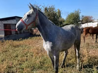 Cal, Friesian sport horse — foto 5