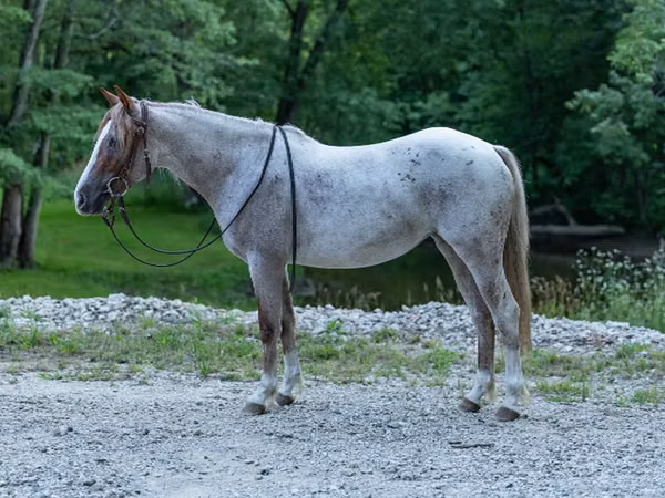Mare, Quarter Horse — United States