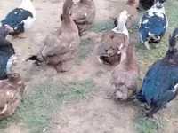 Ducks — zdjęcie 4
