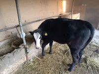 Mucca, Aberdeen Angus — foto 2