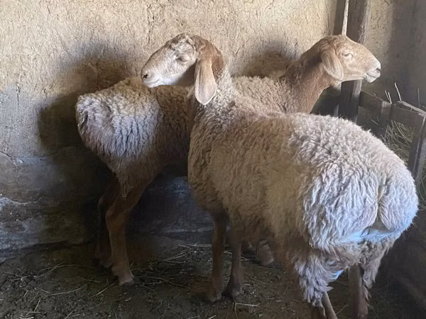 Ram, Rhon sheep — Kyrgyzstan