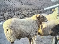 แกะตัวผู้, Dorper sheep — รูปภาพ 3