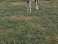 घोड़ा, Azerbaijan horse — फ़ोटो 3