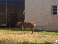 Kambing jantan, Sheep — foto 3