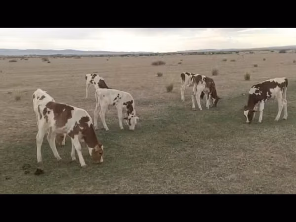 Bull, Swiss cattle — Kazakhstan