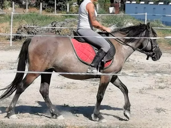 Mare, Polish pony