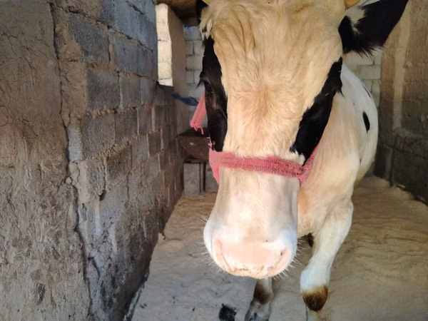 Bull, Russian Black pied cattle — Uzbekistan