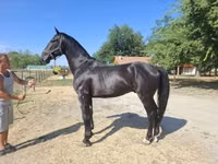 Horse (M), Nonius horse — photo 2