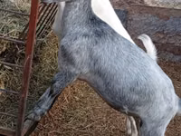 Kambing betina, Saanen goat — foto 2