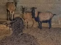 Billy Goat, Alpine goat — photo 2