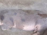Порчин, Орхей — फ़ोटो 1