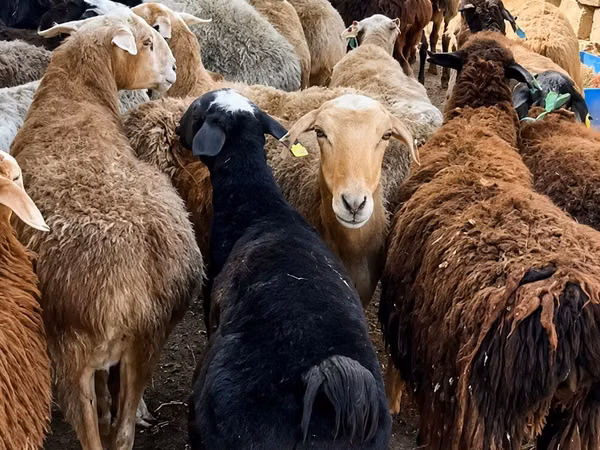 میش, گوسفند — قزاقستان