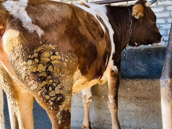 Vache, Bovins — Kirghizstan