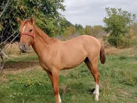 Էգ ձի, Ձիեր — լուսանկար 2