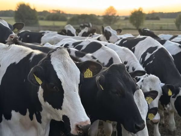 Cow, Holstein breed — Poland