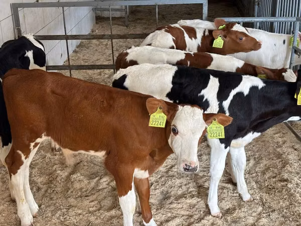 Bovini (lotto, sesso non specificato), Simmental cattle
