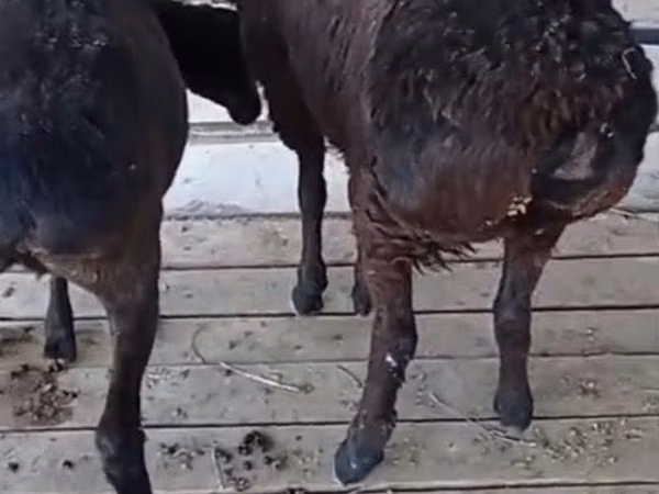 Ram, Sheep — Kazakhstan