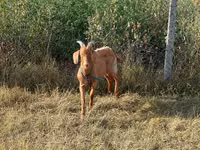 بز نر, Alpine goat — عکس 3
