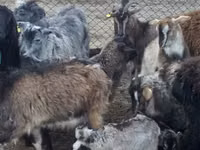 Goat, Goats — photo 3