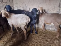Kambing jantan, Sheep — foto 3