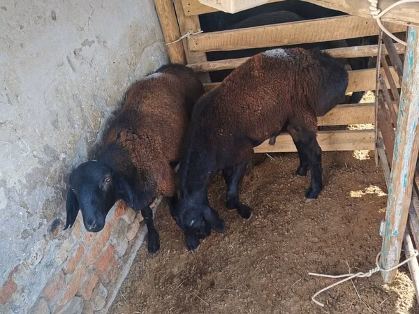 Ram, Rhon sheep