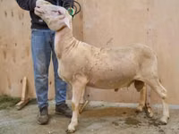 숫양, Lacaune sheep — 사진 1