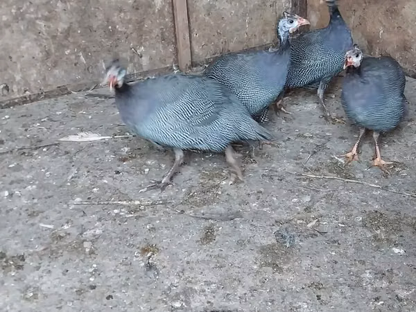 Lavender — Azerbaijan