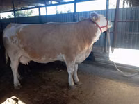 วัวตัวเมีย, Simmental cattle — รูปภาพ 1
