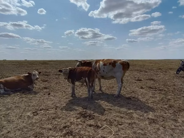 Cattle (batch, sex not specified), Cattle — Uzbekistan