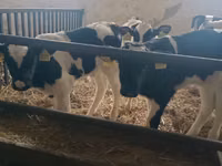 Boğa, Russian Black pied cattle — foto 2