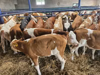 Vaca, Simmental cattle — foto 2