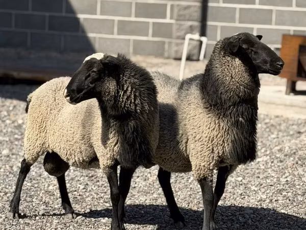 Koç, Hissar sheep