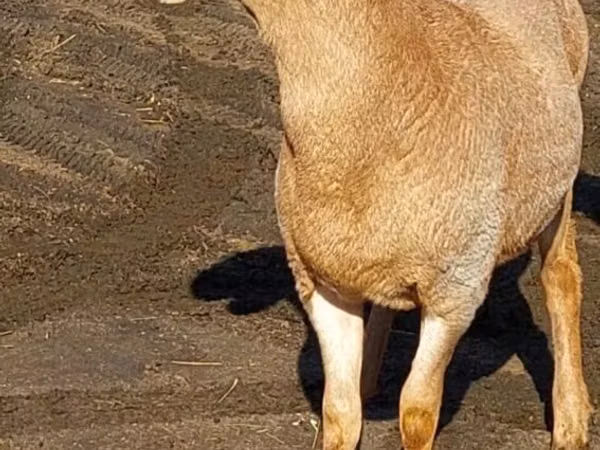 Ram, Arashan sheep — Kyrgyzstan