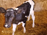 Cow, Russian Black pied cattle — photo 7