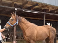 حصان, Arabian horse — الصورة 3