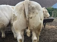 گاو نر, Charolais cattle — عکس 2