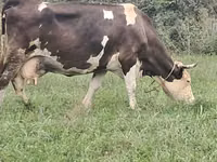 Cow, Simmental cattle — photo 8